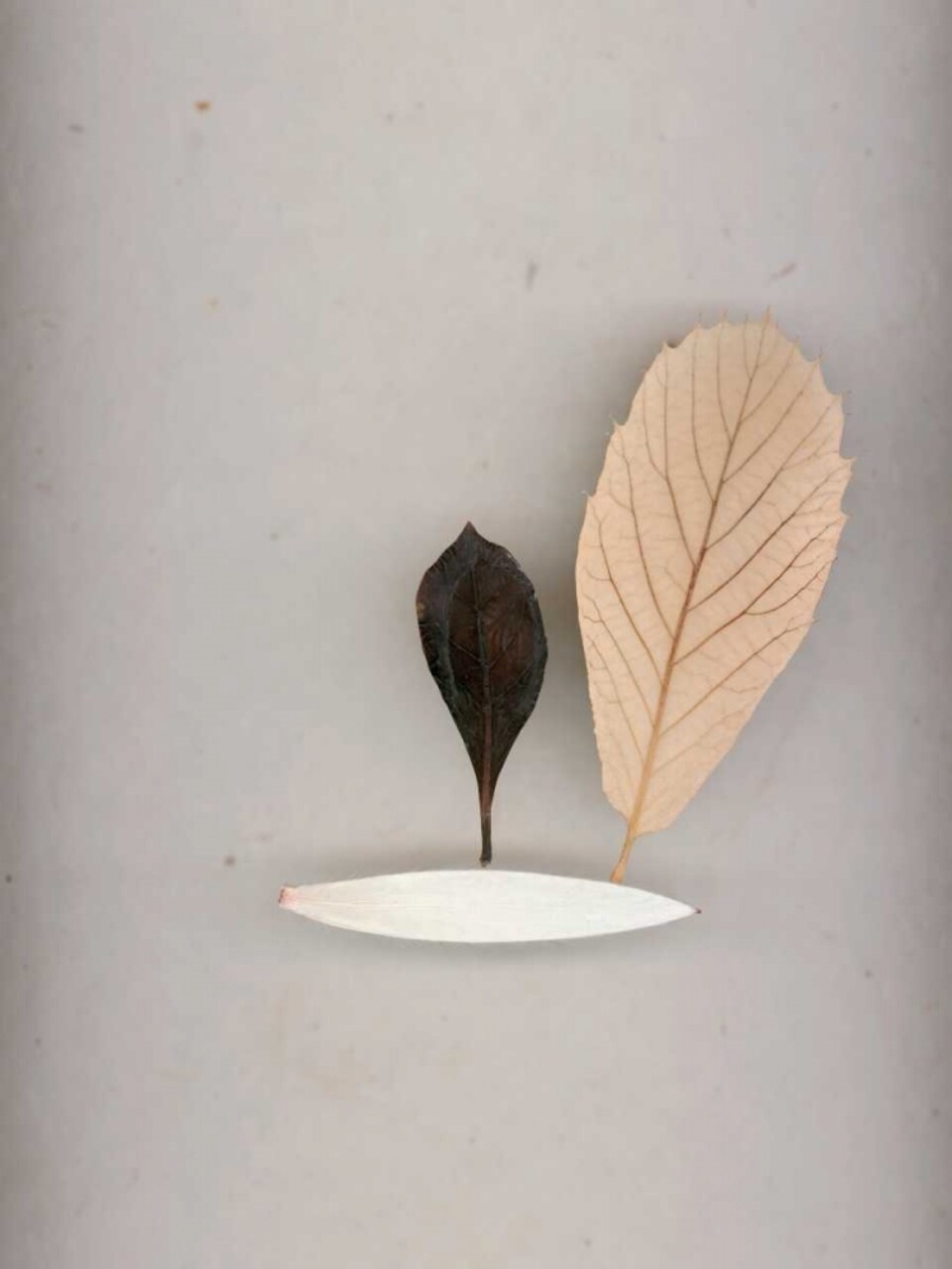 Assemblage 13 Poster Print by John Watson - Item # VARPDXJW101T